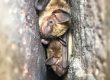 bat removal