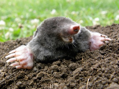 bigstock-Laughing-Mole-41132920