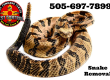 ABQ Snake Removal Wrangling