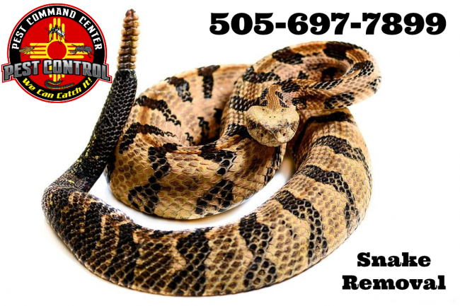 ABQ Snake Removal Wrangling