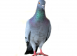 Master Pigeon Removal Falconer