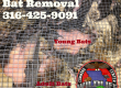 removing bats in wichita
