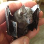 bat control