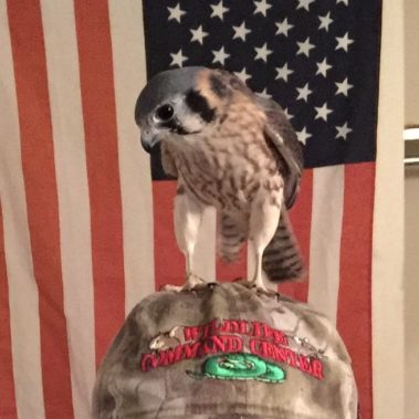 hawks for movies