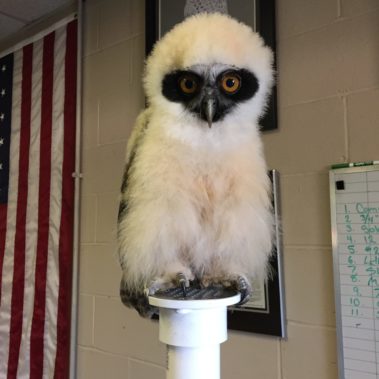 snowy owl