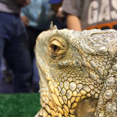 iguanas for parties