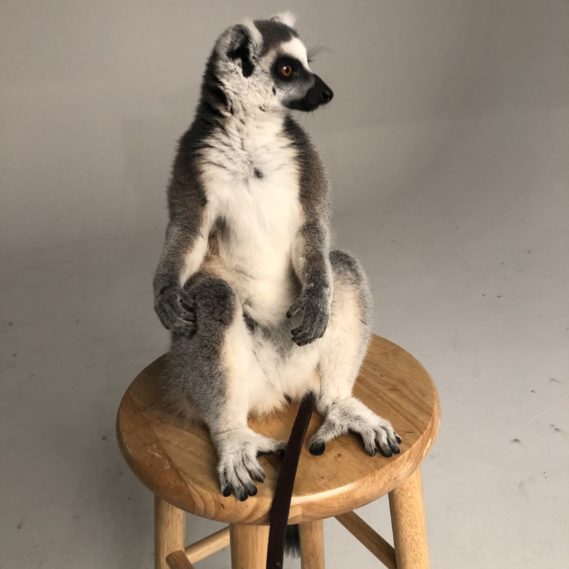 Animal Parties Events • Wildlife Command Center