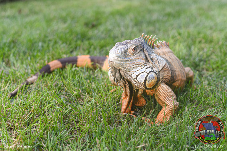 Animal Parties Events • Wildlife Command Center