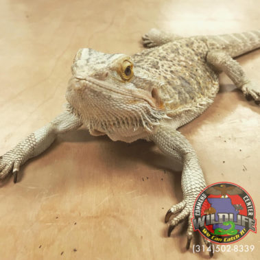 iguana party