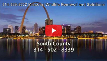Wildlife Removal Little Rock, St Louis, Kansas City, Albuquerque, Reno