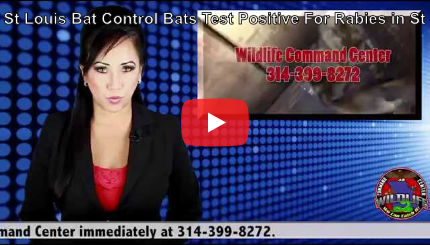 Youtube Video - St. Louis Bat Control & Rabies