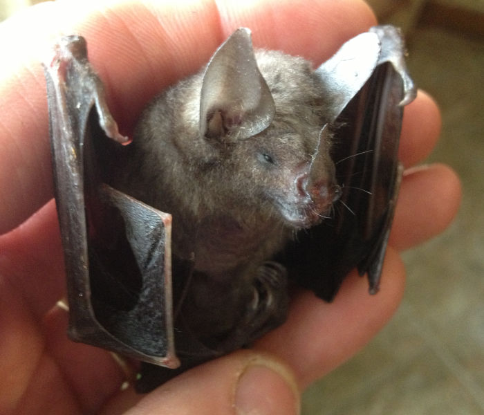 Wildlife Command Center Bat Removal