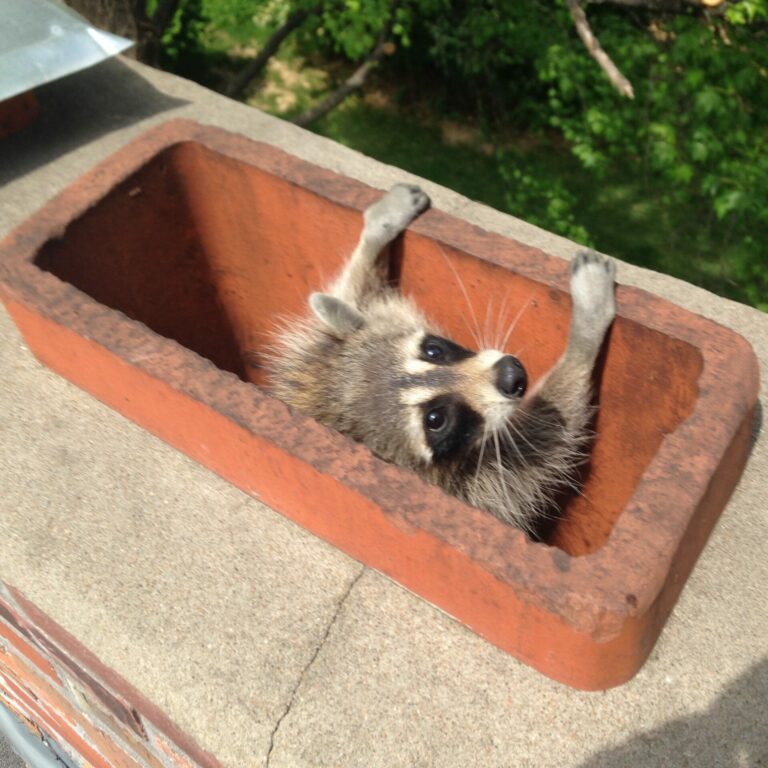 Most PAINFUL Rat Traps  Wildlife Command Center 