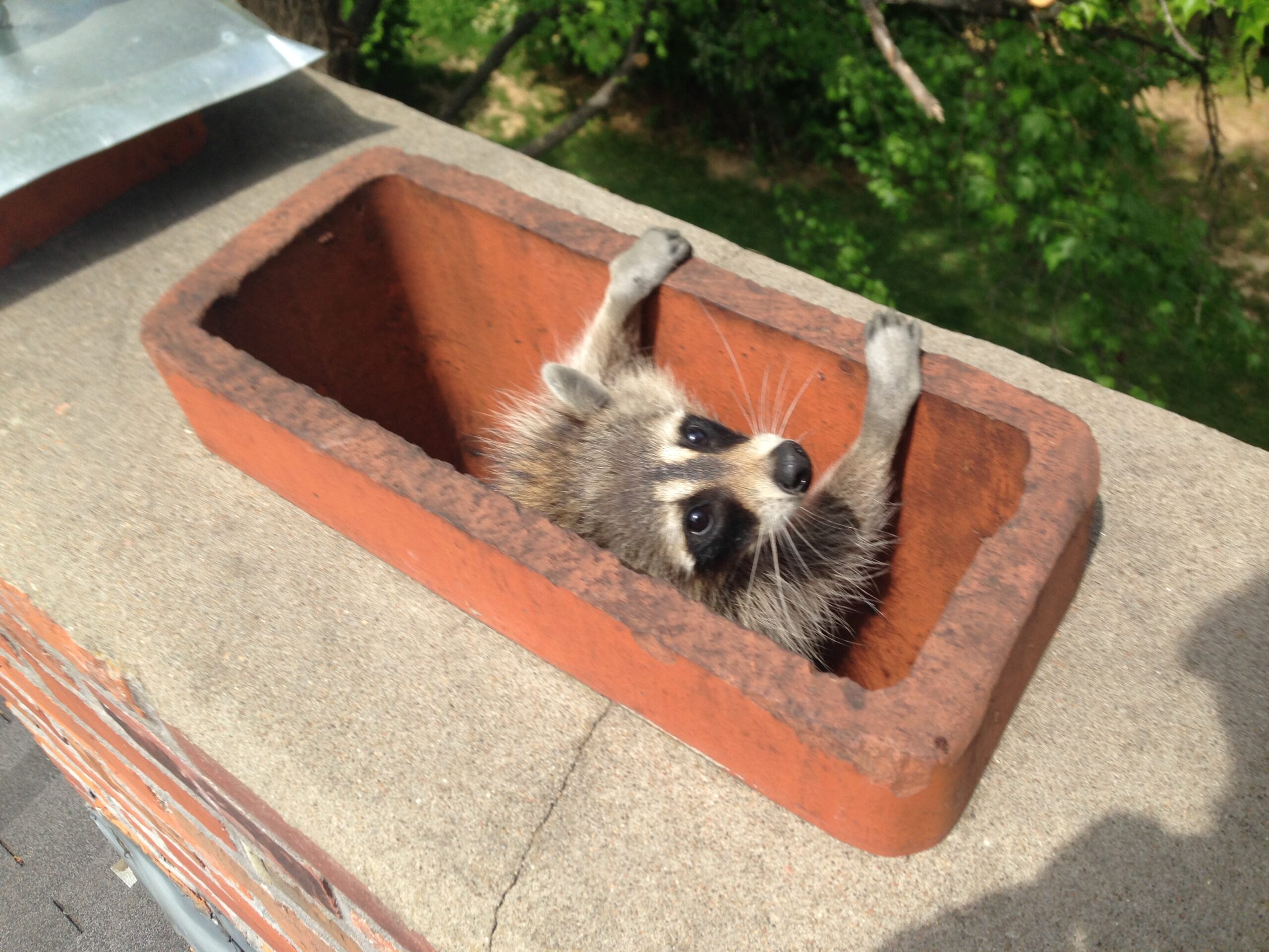 Raccoon Removal, Raccoons in Attic, Damage Repair, Independence MO