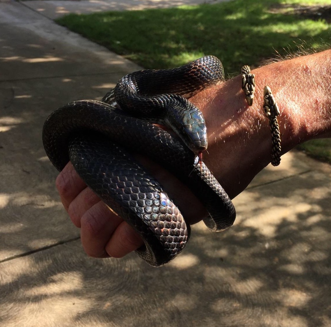 https://wildlifecommandcenter.com/wp-content/uploads/2022/01/adult-black-snake.jpg